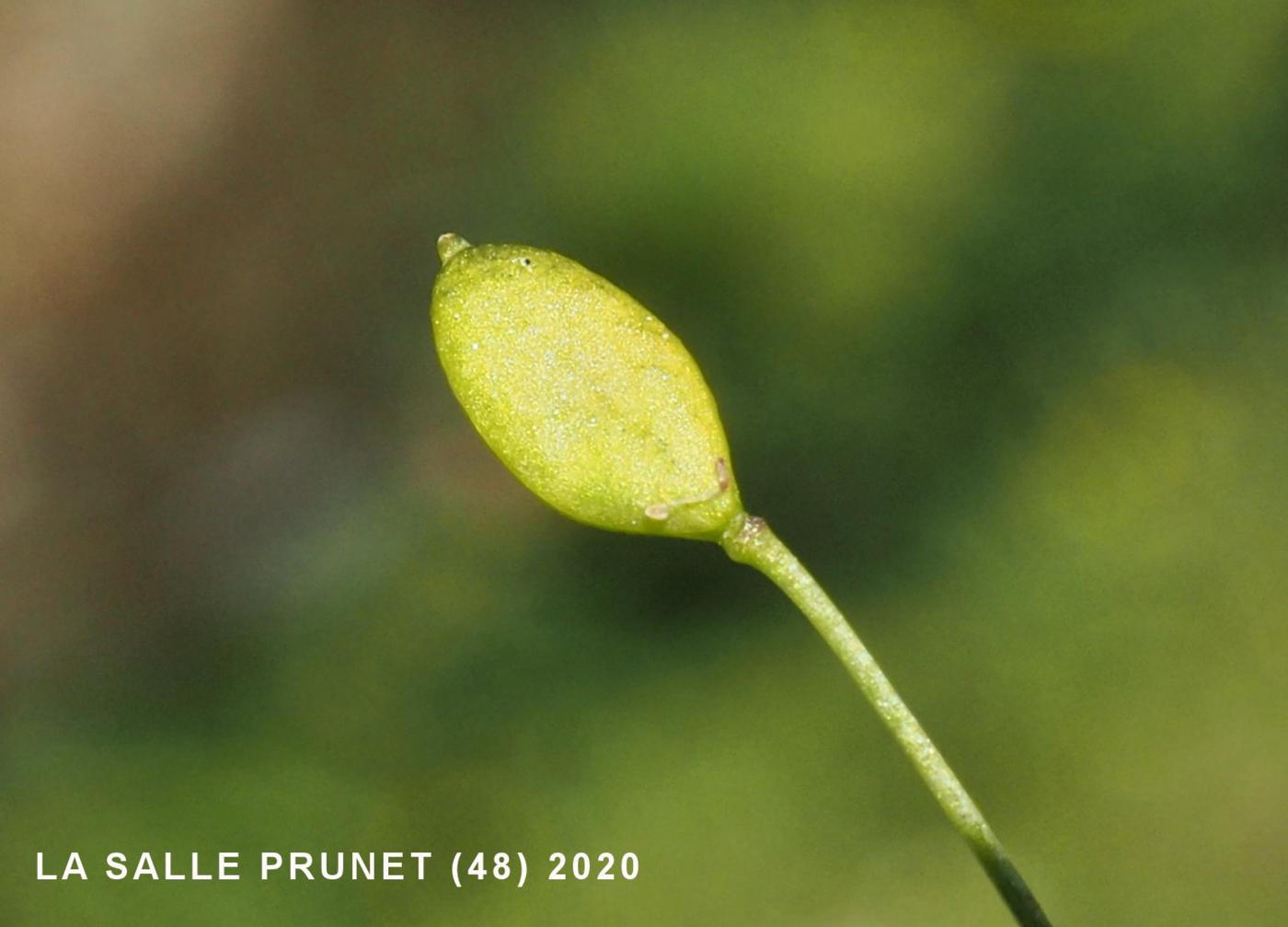 Whitlow Grass, Spring fruit